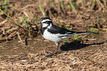 Bergeronnette du Cap,.Motacilla capensis, Cape Wagtail