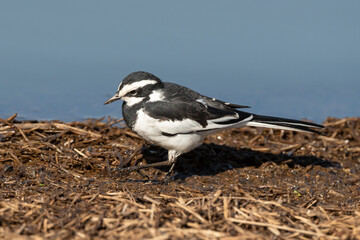 Bergeronnette du Cap,.Motacilla capensis, Cape Wagtail