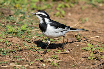 Bergeronnette du Cap,.Motacilla capensis, Cape Wagtail