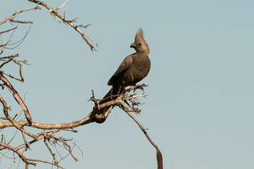 Coliou rayé, .Colius striatus, Speckled Mousebird