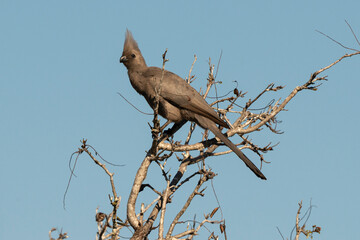 Coliou rayé, .Colius striatus, Speckled Mousebird