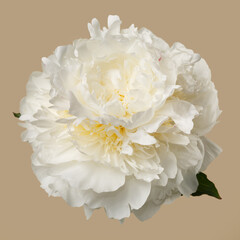 White peony flower isolated on beige background.