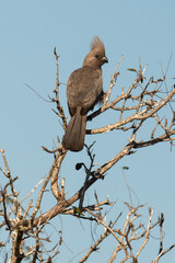 Coliou rayé, .Colius striatus, Speckled Mousebird