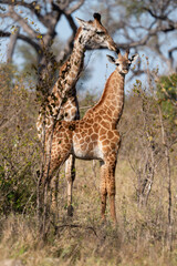 Girafe, adulte et jeune, Giraffa Camelopardalis, Parc national Kruger, Afrique du Sud