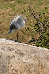 Naklejka premium Héron mélanocéphale,.Ardea melanocephala, Black headed Heron, Afrique du Sud