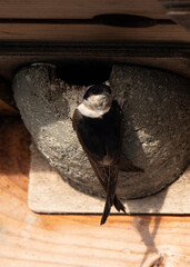 Hirondelle de fenêtre, nid,.Delichon urbicum, Common House Martin