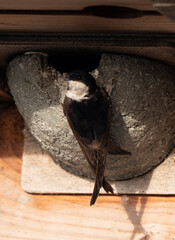 Hirondelle de fenêtre, nid,.Delichon urbicum, Common House Martin