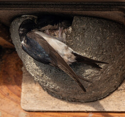 Hirondelle de fenêtre, nid,.Delichon urbicum, Common House Martin © JAG IMAGES
