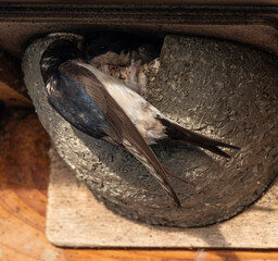 Hirondelle de fenêtre, nid,.Delichon urbicum, Common House Martin