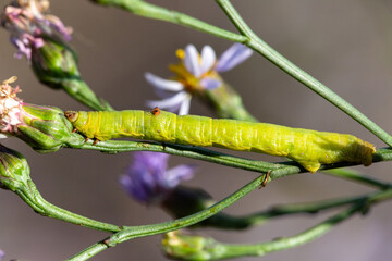 Macrophotographie d'un insecte - chenille Arpenteuse cornue - Biston betularia