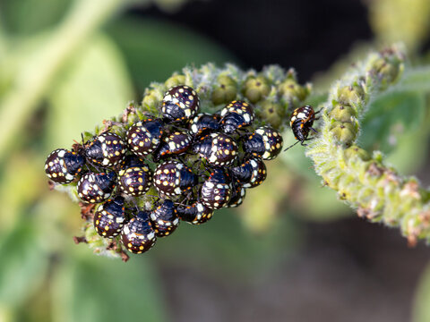 Exosquelette Bilder Durchsuchen 131 Archivfotos, und