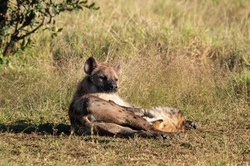 Hyène tachetée, jeune, adulte, Crocuta crocuta, Afrique du Sud