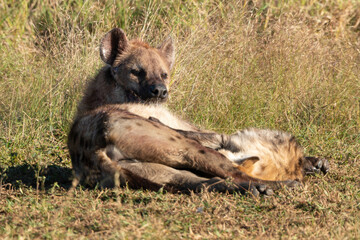 Hyène tachetée, jeune, adulte, Crocuta crocuta, Afrique du Sud