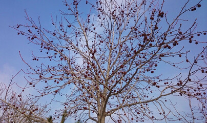 branches against the sky