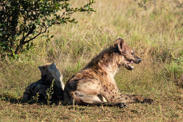 Hyène tachetée, jeune, adulte, Crocuta crocuta, Afrique du Sud