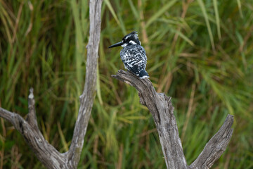 Martin pêcheur pie,.Ceryle rudis, Pied Kingfisher