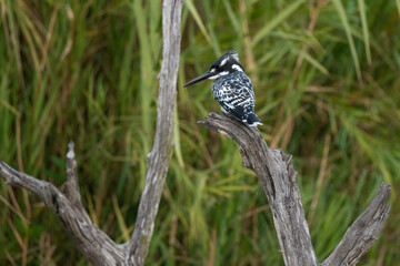 Martin pêcheur pie,.Ceryle rudis, Pied Kingfisher