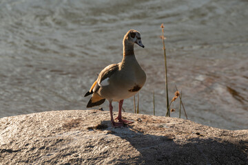 Ouette d'Égypte, .Alopochen aegyptiaca, Egyptian Goose, Parc national Kruger, Afrique du Sud