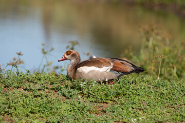 Ouette d'Égypte, .Alopochen aegyptiaca, Egyptian Goose, Parc national Kruger, Afrique du Sud