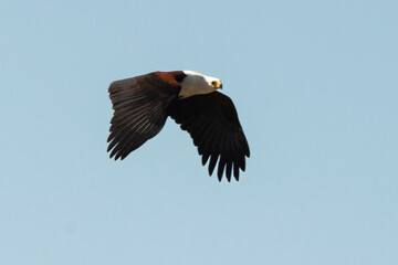 Pygargue vocifère,.Haliaeetus vocifer , African Fish Eagle, Parc national Kruger, Afrique du Sud