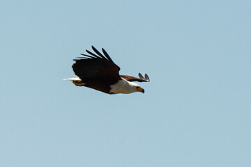 Pygargue vocifère,.Haliaeetus vocifer , African Fish Eagle, Parc national Kruger, Afrique du Sud