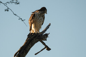 Pygargue vocifère,.Haliaeetus vocifer , African Fish Eagle, Parc national Kruger, Afrique du Sud