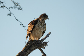 Pygargue vocifère,.Haliaeetus vocifer , African Fish Eagle, Parc national Kruger, Afrique du Sud