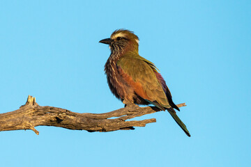 Rollier varié,.Coracias naevius, Purple Roller