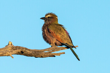 Rollier varié,.Coracias naevius, Purple Roller