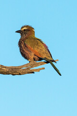 Rollier varié,.Coracias naevius, Purple Roller