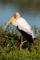 Tantale ibis, Mycteria ibis, Yellow billed Stork