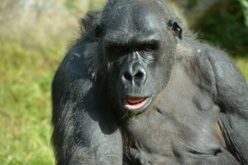 Altes Gorilla Männchen in einem Zoo