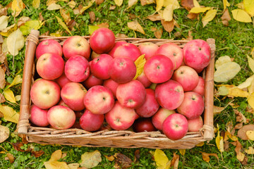 ripe red apples in a wicker basket on the grass