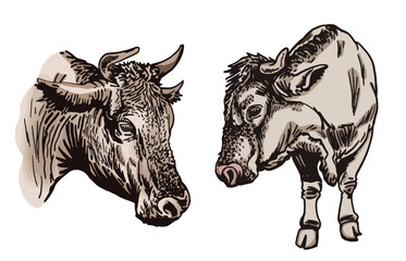 Vector color  set  of cows isolated on white background, cattles. Graphical illustration