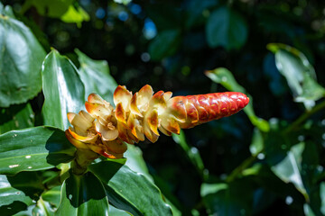 Flowers of all shapes, Costa Rica