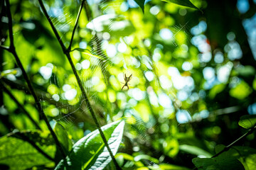 Fototapeta na wymiar Costa Rican Spider in Jungle