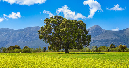 Large centenary holm oak in a meadow of yellow flowers with the mountains in the background one sunny spring morning in Andalucia (Spain)