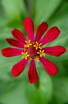 close up of red zinnia flower, good for material design or wallpaper background