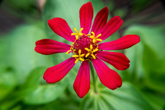 close up of red zinnia flower, good for material design or wallpaper background