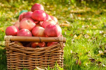 ripe red apples in a wicker basket on the grass