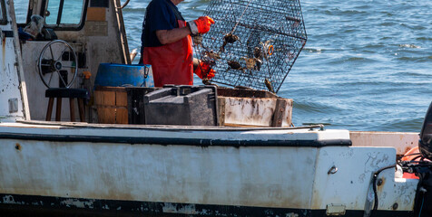 Man emptying blue claw  crab traps on a boat © coachwood
