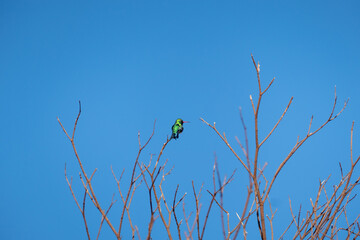 Dry tree on blue sky background with small green hummingbird bird perched on branch