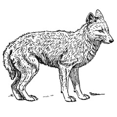 Illustrations animaux dessin noir et blanc ancien