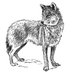 Illustrations animaux dessin noir et blanc ancien