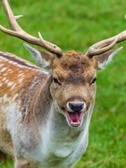 Fallow Deer Buck Bellowing
