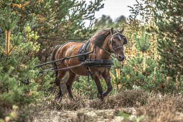 Equestrian horse driving: Portrait of a bay brown draft horse pulling a horse buggy in front of an autumnal landscape