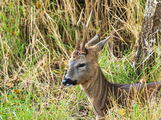 Close-up Roe Deer Head in Grass