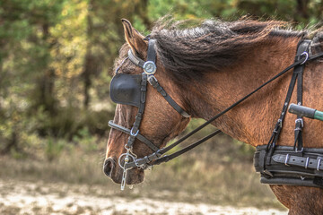 Equestrian horse driving: Portrait of a bay brown draft horse pulling a horse buggy in front of an...