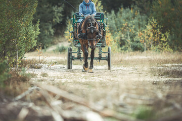 Equestrian horse driving: Portrait of a bay brown draft horse pulling a horse buggy in front of an...