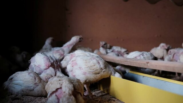 broiler chickens eat grain in a dark barn